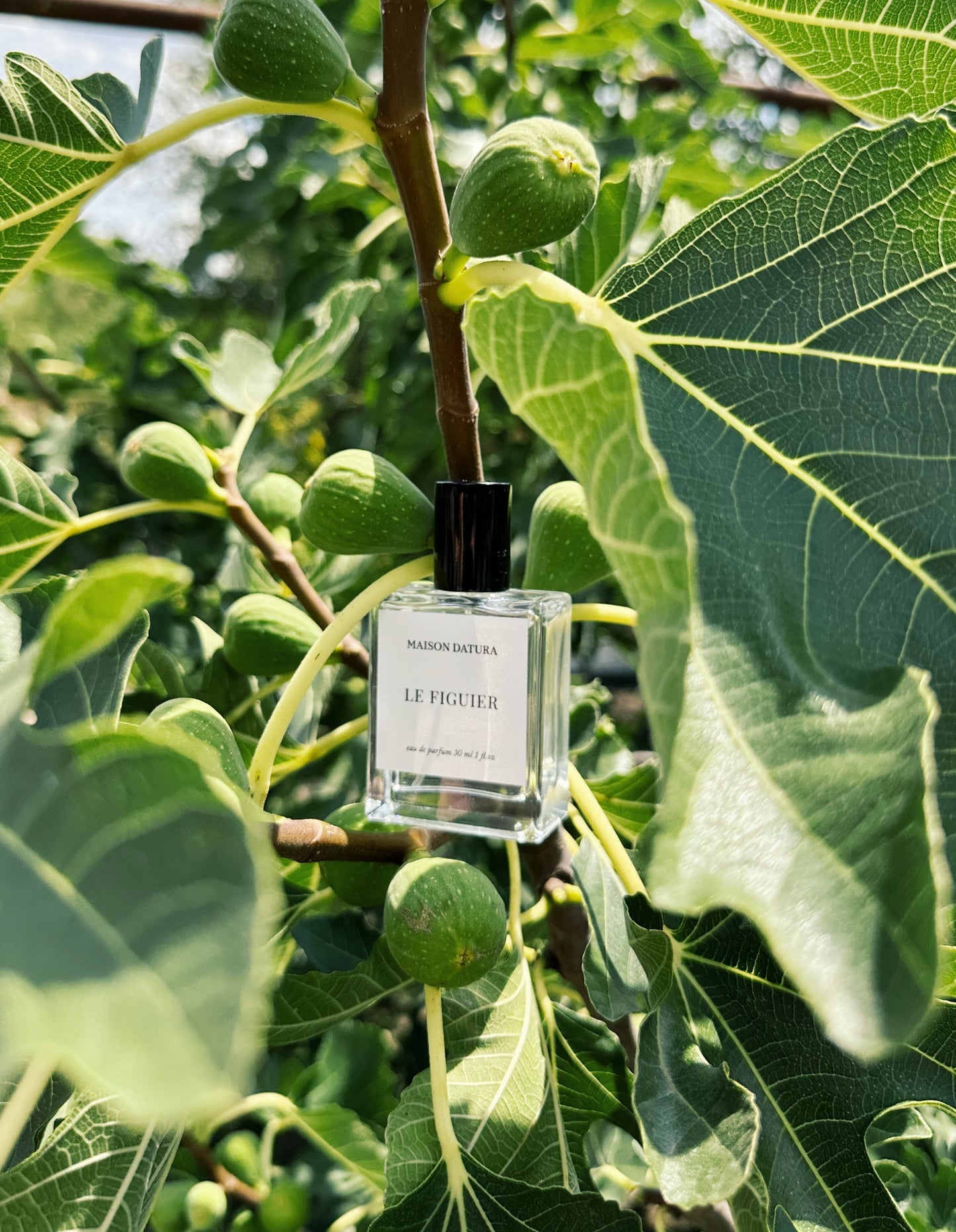 LE FIGUIER